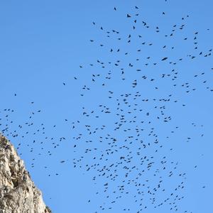 Yellow-billed Chough