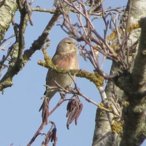 Eurasian Linnet