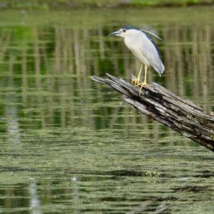 Black-crowned Night-heron