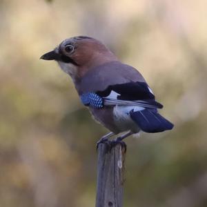 Eurasian Jay