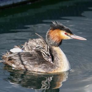 Great Crested Grebe