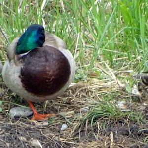 Mallard