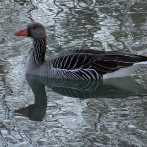 Greylag Goose