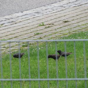 Common Starling