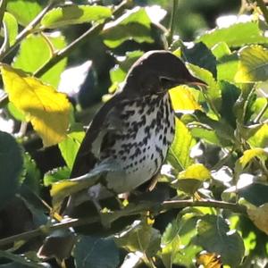 Song Thrush