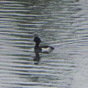 Tufted Duck