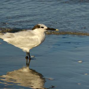 Sandwich Tern