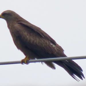 Black Kite