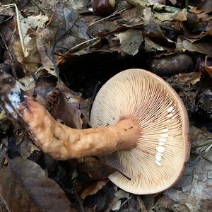 Oak Milk Cap