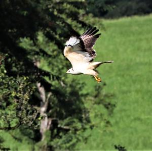 Common Buzzard