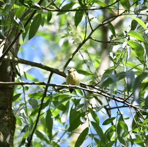 Blue Tit