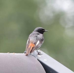 Black Redstart