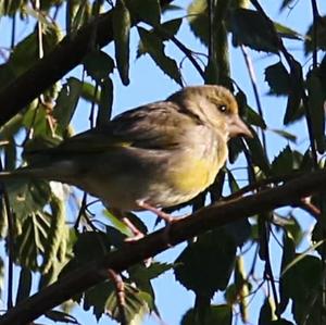 European Greenfinch