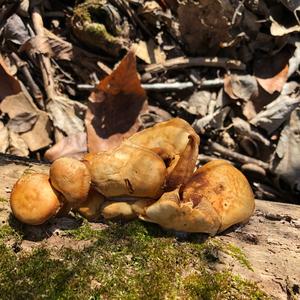 Oyster Mushroom