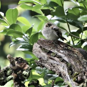 House Sparrow