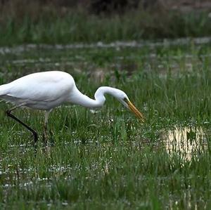 Great Egret