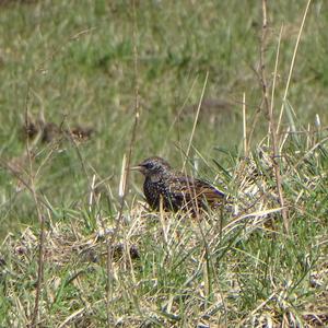 Common Starling