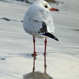 Black-headed Gull