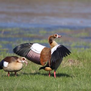 Nilgans