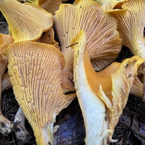 Chanterelle, Common