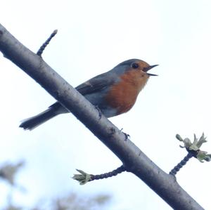 European Robin