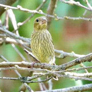 European Greenfinch