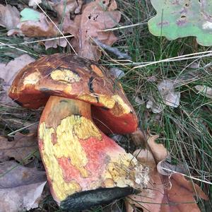 Dotted-stem Bolete