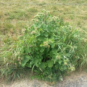 Greater Burdock