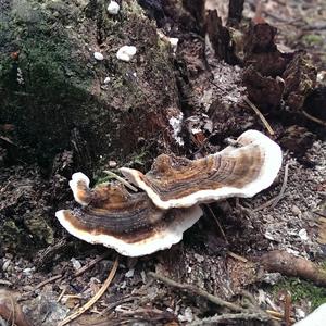 Turkey-tail