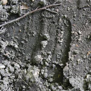 Wild Boar