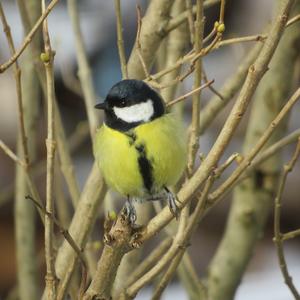 Great Tit