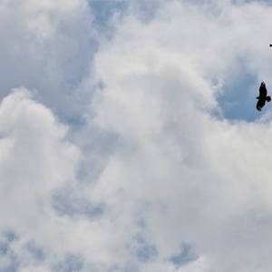 European Honey-buzzard