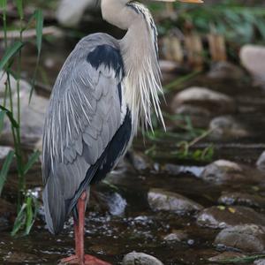 Grey Heron