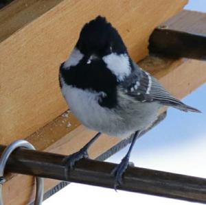 Coal Tit