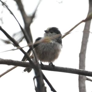 Long-tailed Tit