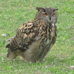 Eurasian Eagle-owl