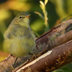 Willow Warbler