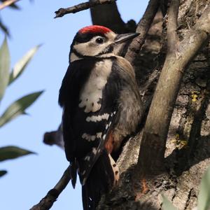 Great Spotted Woodpecker