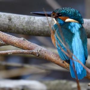 Common Kingfisher