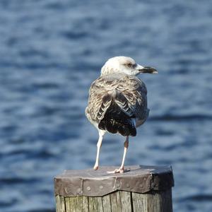 Yellow-legged Gull