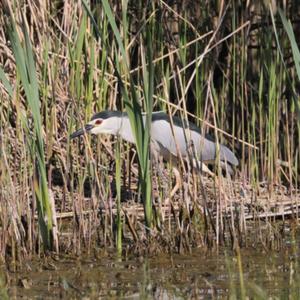 Black-crowned Night-heron