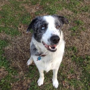 Unknown Breed