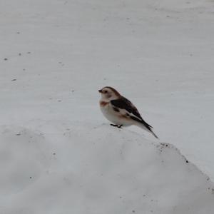 Snow Bunting