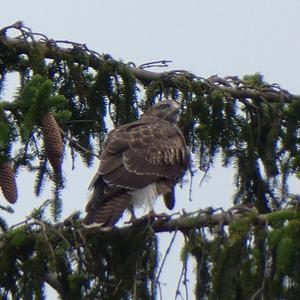 Mäusebussard