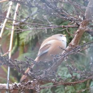 Bearded Parrotbill