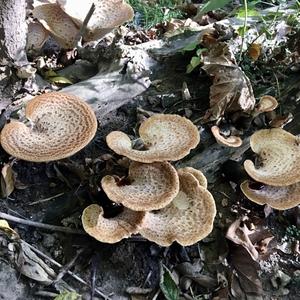 Dryad`s Saddle