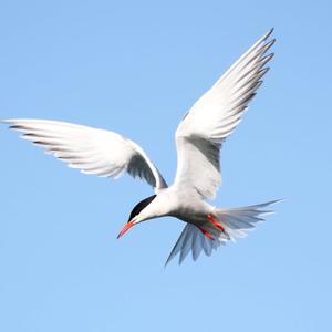 Common Tern