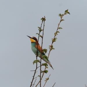 European Bee-eater