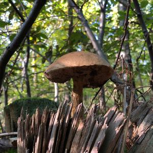 Gemeiner Birkenpilz