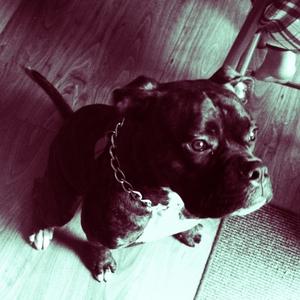 Unknown Breed